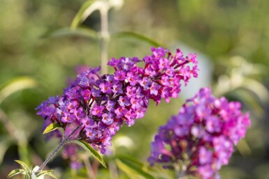 Buddleja davidii 'Nanho Purple' buske 30-40 cm