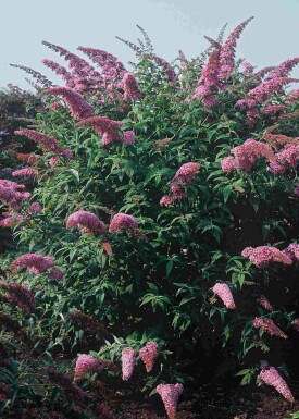 Buddleja davidii 'Pink Delight' buske 40-60 cm