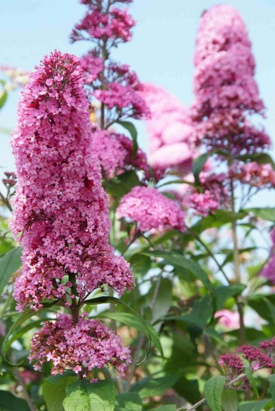 Buddleja davidii 'Pink Delight' buske 60-80 cm
