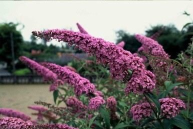 Buddleja davidii 'Pink Delight' buske 60-80 cm