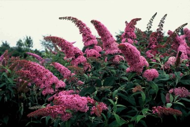 Buddleja davidii 'Pink Delight' buske 60-80 cm