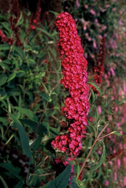 Buddleja davidii 'Royal Red' buske 40-60 cm