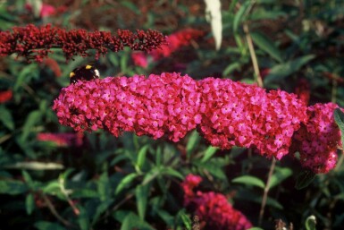 Buddleja davidii 'Royal Red' buske 40-60 cm