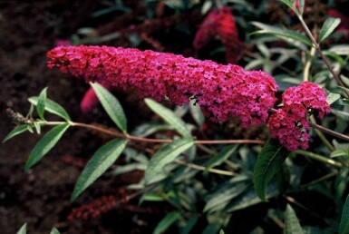 Buddleja davidii 'Royal Red' buske 40-60 cm