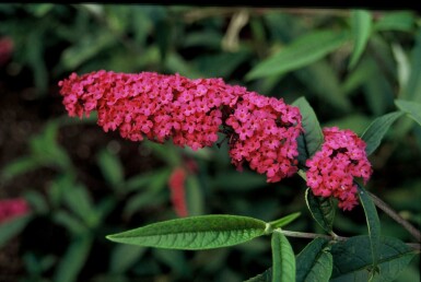 Buddleja davidii 'Royal Red' buske 40-60 cm