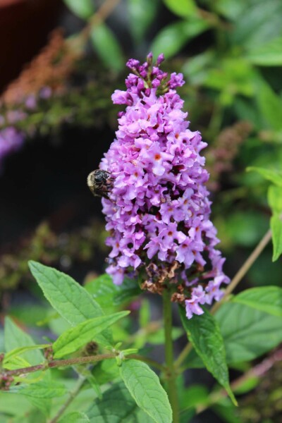Buddleja 'Lilac Chip' buske 40-60 cm