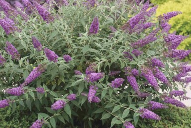 Buddleja 'Purple Chip' buske 30-40 cm