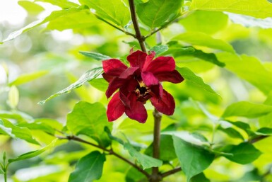 Calycanthus floridus buske 60-80 cm