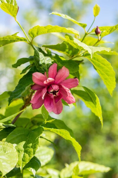 Calycanthus floridus buske 150-175 cm