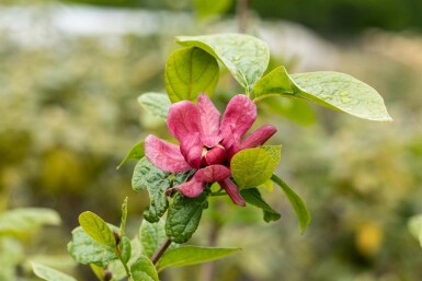 Calycanthus 'Hartlage Wine' buske 40-60 cm