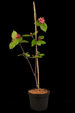 Calycanthus 'Hartlage Wine' buske 40-60 cm
