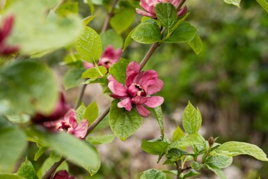 Calycanthus 'Hartlage Wine' buske 80-100 cm