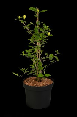 Calycanthus 'Venus' buske 60-80 cm