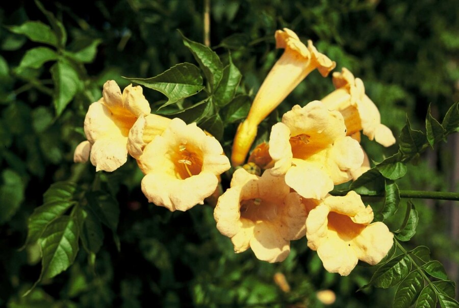 Trumpetranka Campsis radicans 'Flava' buske 80-100 C2 Campsis radicans 'Flava' buske 80-100 cm