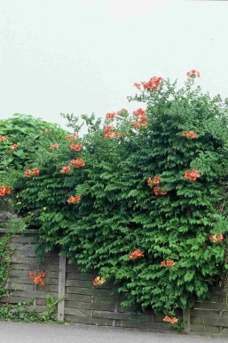 Campsis tagliabueana 'Madame Galen' buske 80-100 cm