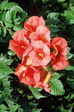 Campsis tagliabueana 'Madame Galen' buske 80-100 cm