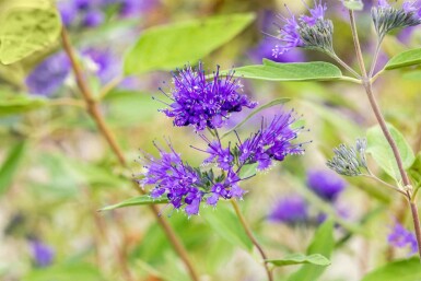 Caryopteris clandonensis 'Heavenly Blue' buske 20-25 cm