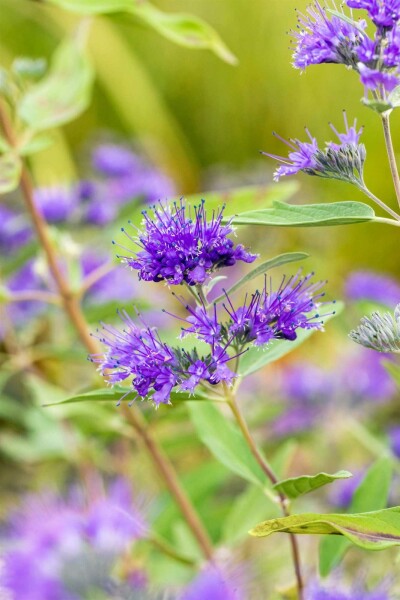 Caryopteris clandonensis 'Heavenly Blue' buske 30-40 cm