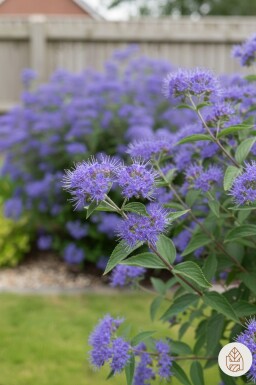 Caryopteris clandonensis 'Heavenly Blue' buske 40-60 cm