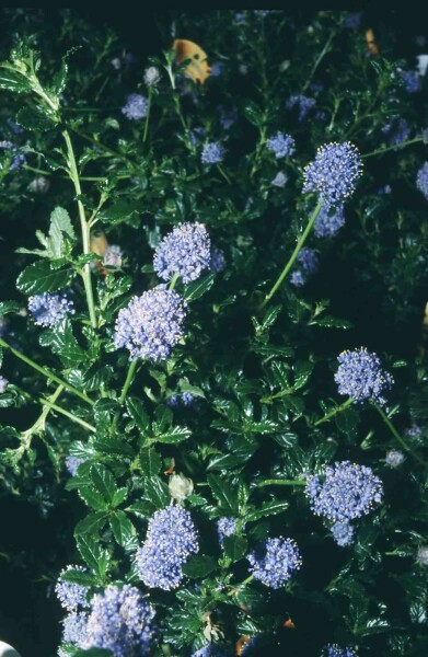 Ceanothus 'Blue Mound' buske 30-40 cm