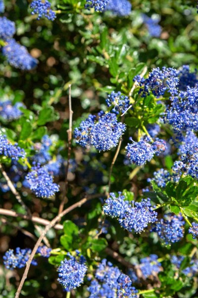 Kalifornisk syrén Ceanothus 'Blue Sapphire' buske 60-80 C7,5 Ceanothus 'Blue Sapphire' buske 60-80 cm