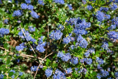 Kalifornisk syrén Ceanothus 'Blue Sapphire' buske 60-80 C7,5 Ceanothus 'Blue Sapphire' buske 60-80 cm