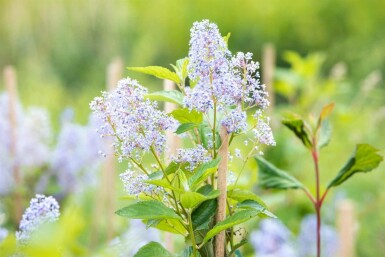 Ceanothus 'Gloire de Versailles' buske 40-50 cm