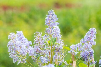 Ceanothus 'Gloire de Versailles' buske 60-80 cm