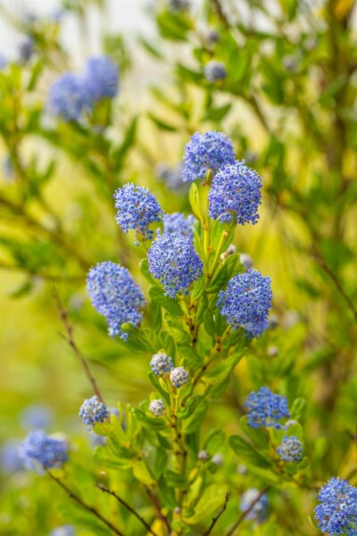Ceanothus impressus 'Victoria' buske 25-30 cm