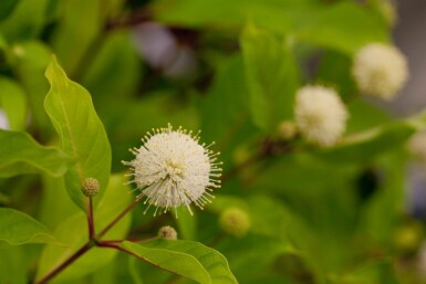 Cephalanthus occidentalis buske 40-60 cm