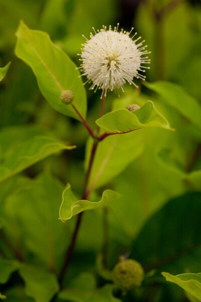 Cephalanthus occidentalis buske 60-80 cm