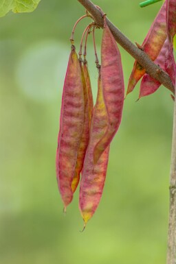 Cercis canadensis buske 80-100 cm