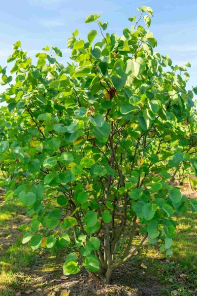 Cercis canadensis buske 100-125 cm