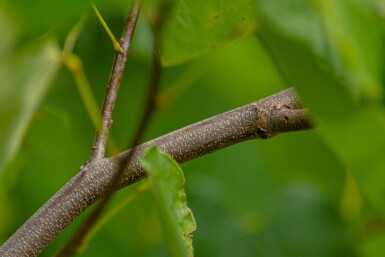 Cercis canadensis buske 100-125 cm