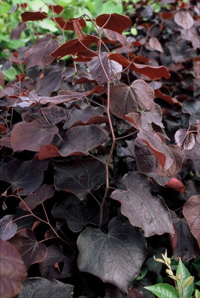 Cercis canadensis 'Forest Pansy' buske 80-100 cm