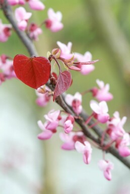 Cercis canadensis 'Forest Pansy' buske 80-100 cm