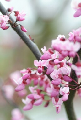Cercis canadensis 'Forest Pansy' buske 80-100 cm