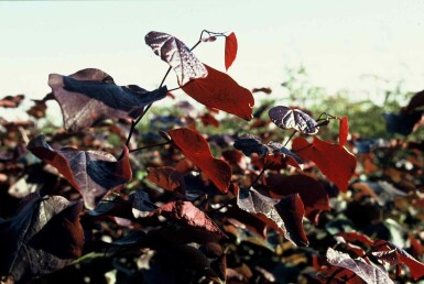 Cercis canadensis 'Forest Pansy' buske 80-100 cm