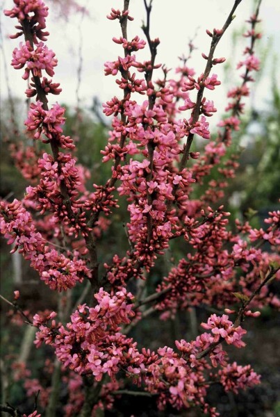 Cercis chinensis 'Avondale' buske