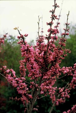 Cercis chinensis 'Avondale' buske