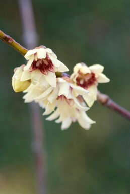 Chimonanthus praecox buske 100-125 cm