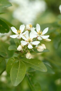 Choisya ternata buske 30-40 cm