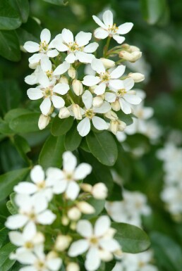 Choisya ternata buske 60-80 cm
