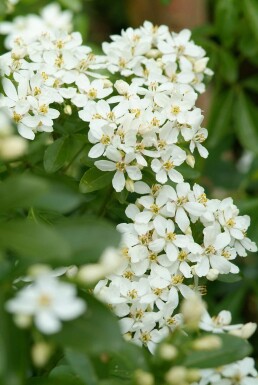Choisya ternata buske 60-80 cm