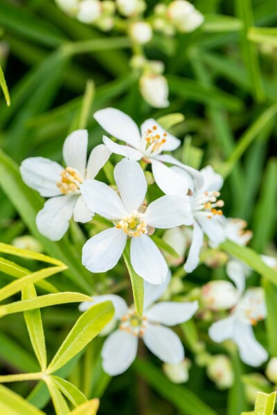 Choisya ternata 'Aztec Pearl' buske 60-80 cm