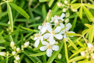 Choisya ternata 'Aztec Pearl' buske 60-80 cm