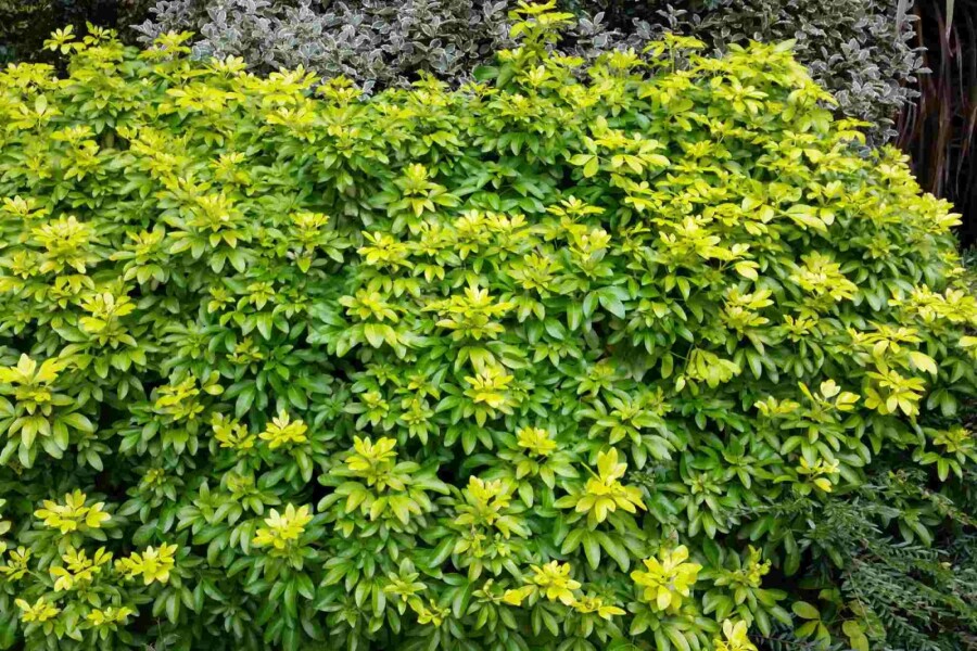 Doftbuske Choisya ternata 'Sundance' buske 30-40 C5 Choisya ternata 'Sundance' buske 30-40 cm