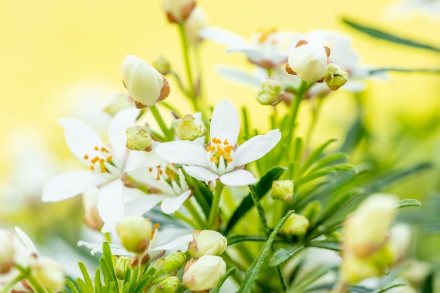 Doftbuske Choisya ternata 'White Dazzler' buske 25-30 C3 Choisya ternata 'White Dazzler' buske 25-30 cm
