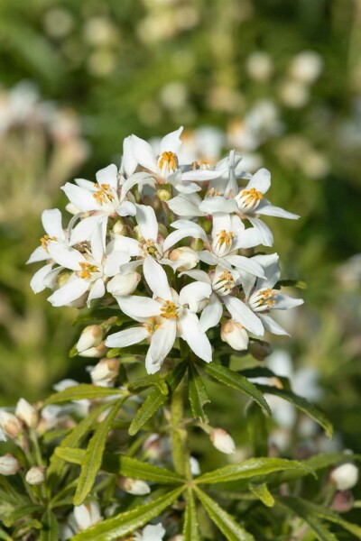 Doftbuske Choisya ternata 'White Dazzler' buske 25-30 C5 Choisya ternata 'White Dazzler' buske 25-30 cm