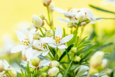 Doftbuske Choisya ternata 'White Dazzler' buske 80-100 C35 Choisya ternata 'White Dazzler' buske 80-100 cm